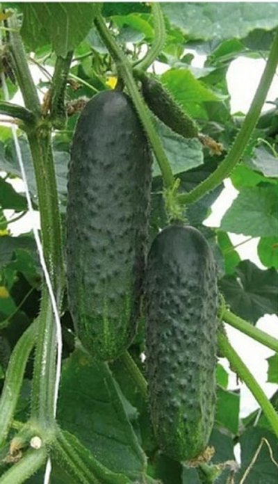 Огурцы Ханса F1 - Hansa F1 1000шт