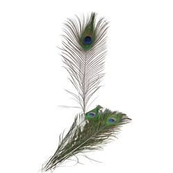 Перо павлина длинное "глаз" натуральное