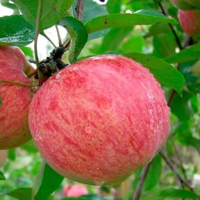 Яблоня осенние сорта