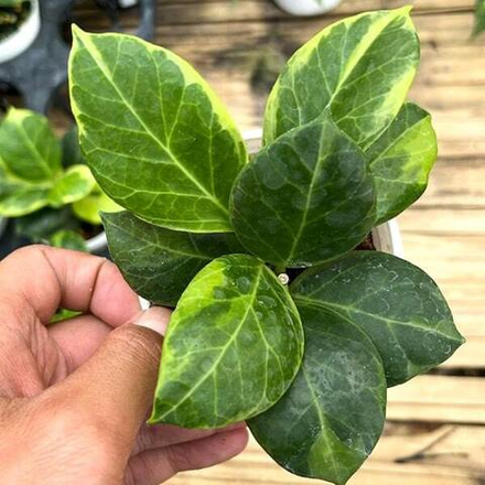 Хойя OBSCURA ALBO