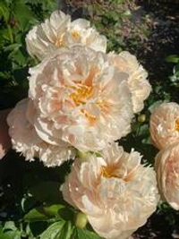 Пион Пастелеганс 3-5 почек Закупка М52 октябрь 2026