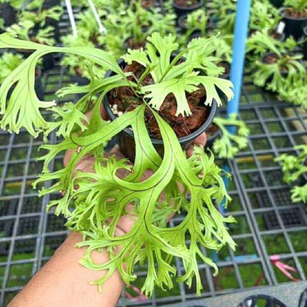 Микросорум M.MUT CURLY