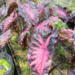 Колоказия REDEMPTION