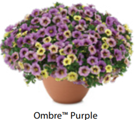 ЕВРО Калибрахоа Ombre Purple ОКС укорененные черенки 15 февраля