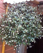 Традесканция Приречная фата невесты