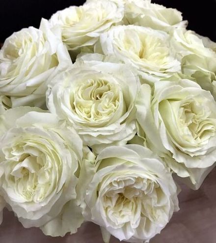 Майра Вайт (Mayra's White)