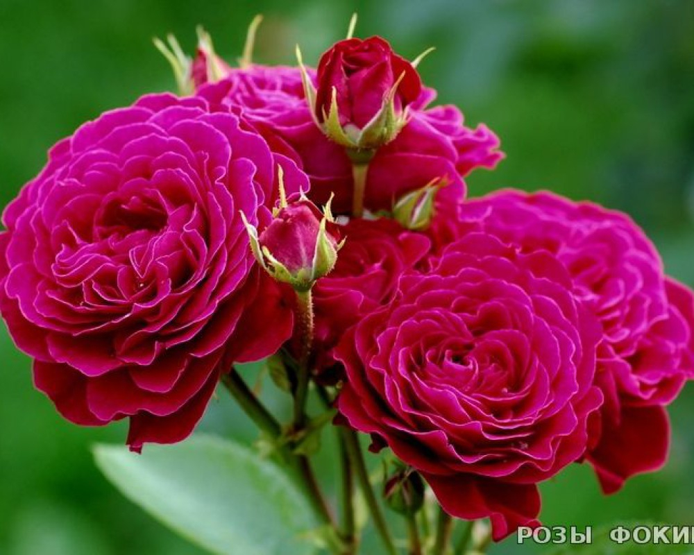 Роза флорибунда "Domaine de St Jean de Beauregard"