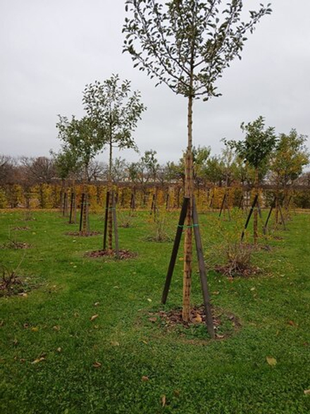 Уход за садом