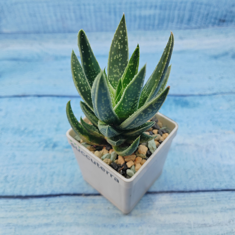 Gasterloe variegated (Гастерлоэ)