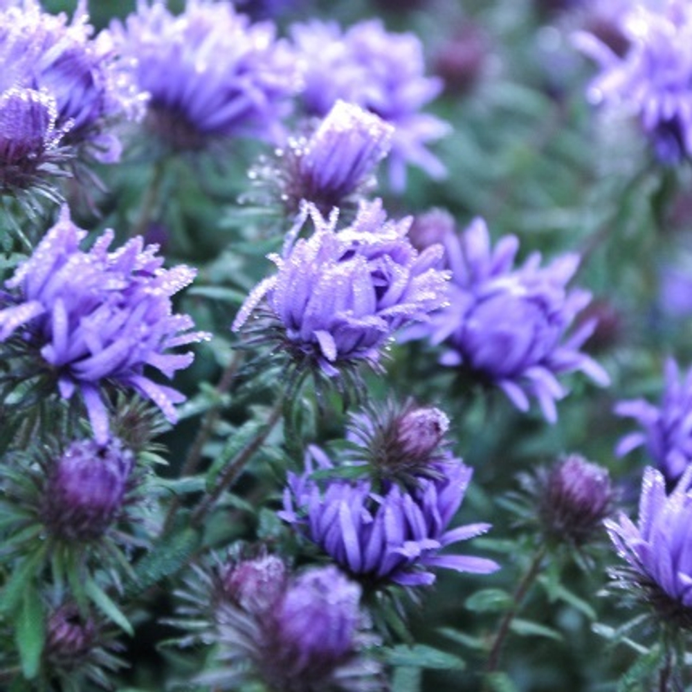 Астра новоанглийская "Purple Dome". Aster novae-angliae "Purple Dome".