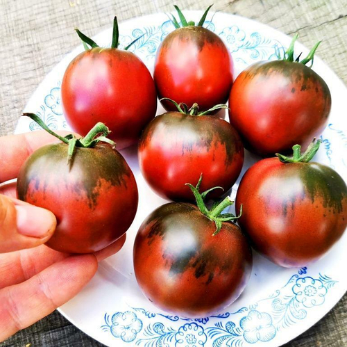 Помидоры Цыган
