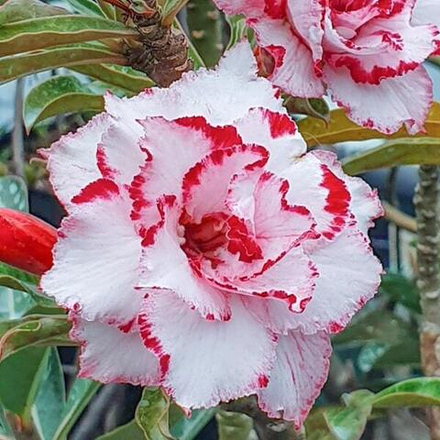 Адениум обесум 328 Ferry Mutation