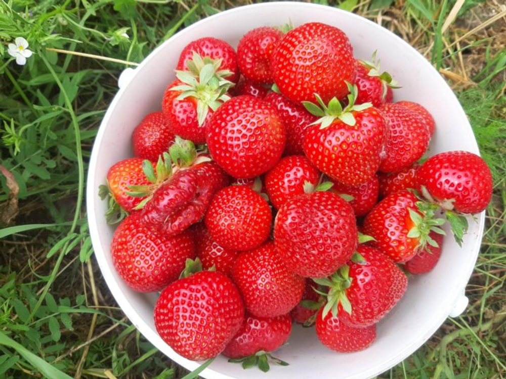 Земляника крупноплодная Альтес, ремонтантная