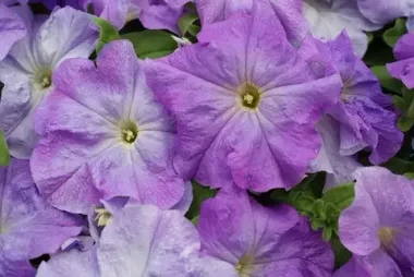 S60185 Петуния кустовая Grandiflora Limbo GP Sky Blue 1000 шт.