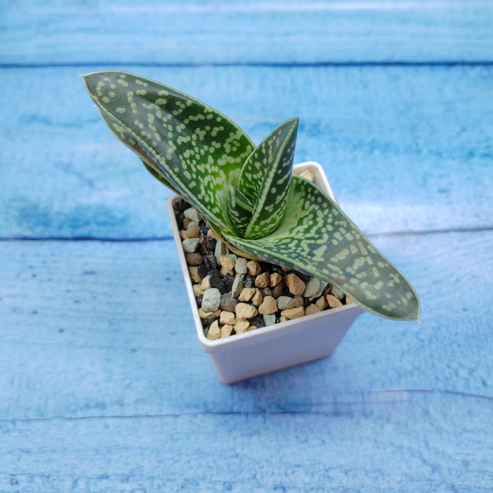 Gasteraloe Aveo (Гастерлоэ)