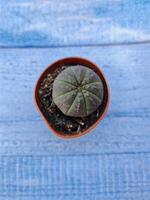 Euphorbia Obesa (Эуфорбия)