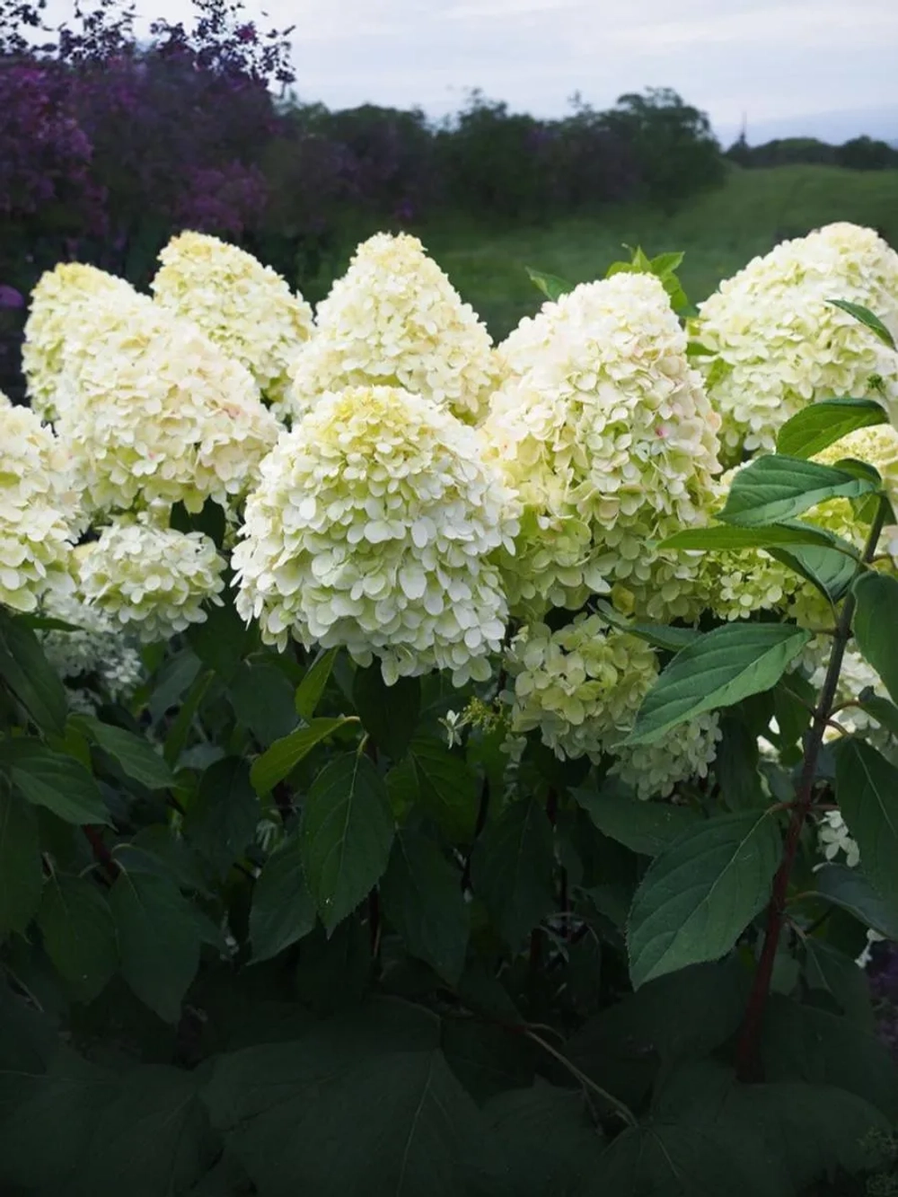 Гортензия метельчатая Мэджикал Маттерхорн