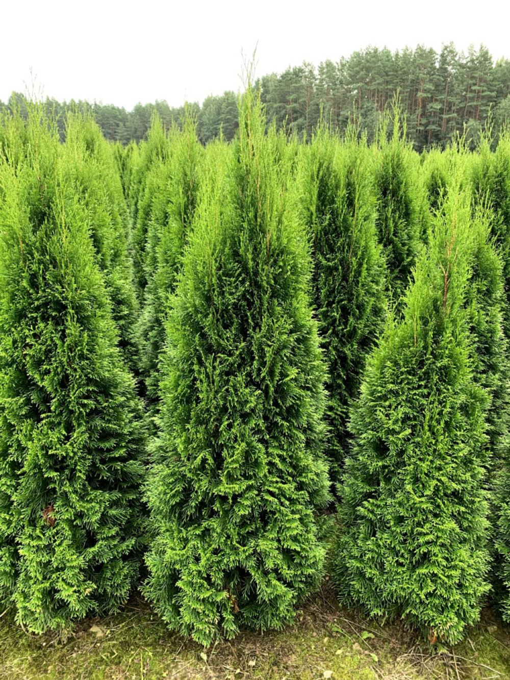 Туя западная Смарагд (ком) 100-120