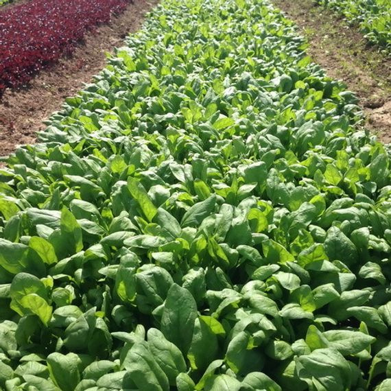 Пума F1 семена шпината (Rijk Zwaan / ALEXAGRO) культура