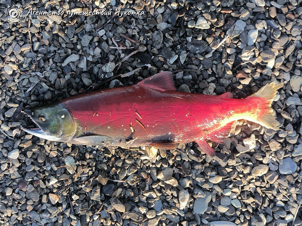 Горы, тундра, море - "три Чукотки" в одном маршруте (заброска вертолётом МИ-8)