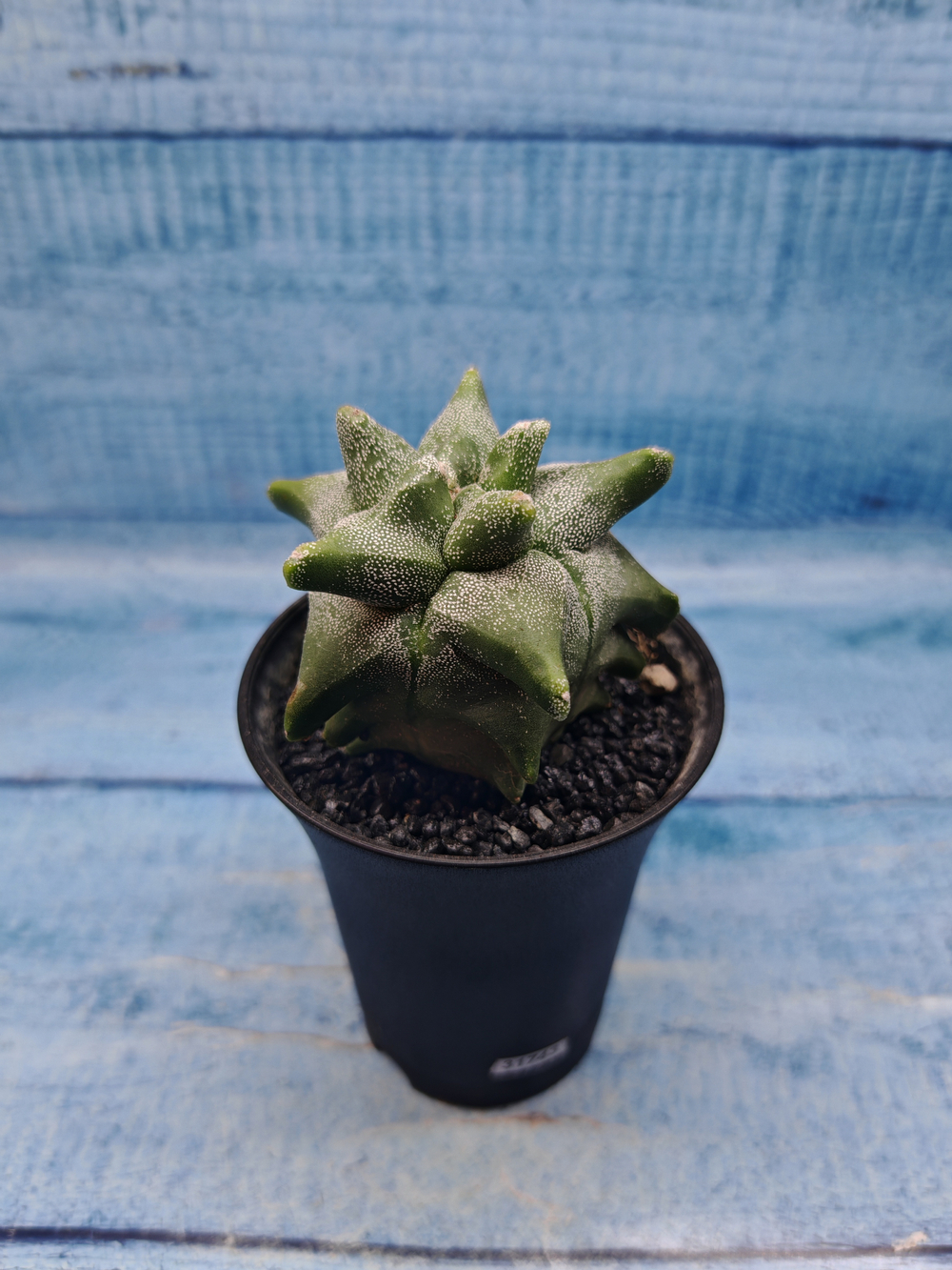 Astrophytum Myriostigma monstrosa (Астрофитум)