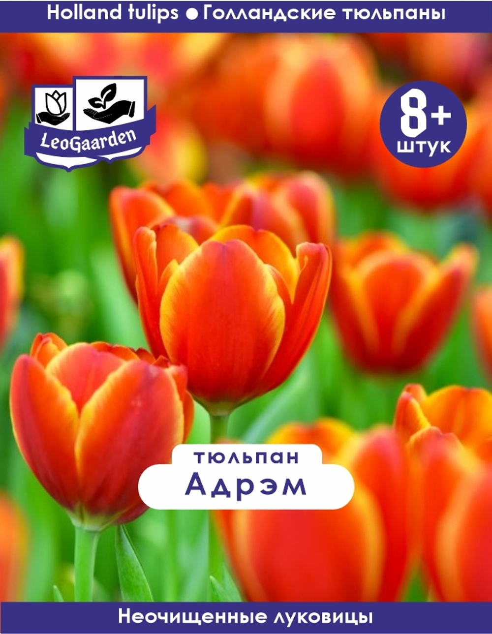 Тюльпан, Луковицы Адрэм 8+ шт