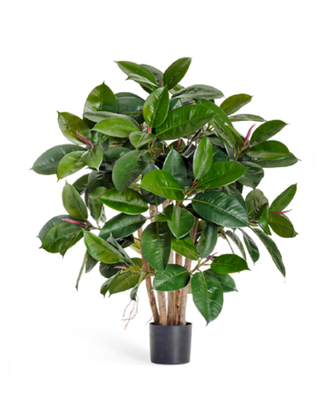Фикус Эластика куст зелёный 90 см