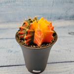 Gymnocalycium Variegata (Гимнокалициум Вариегатный)