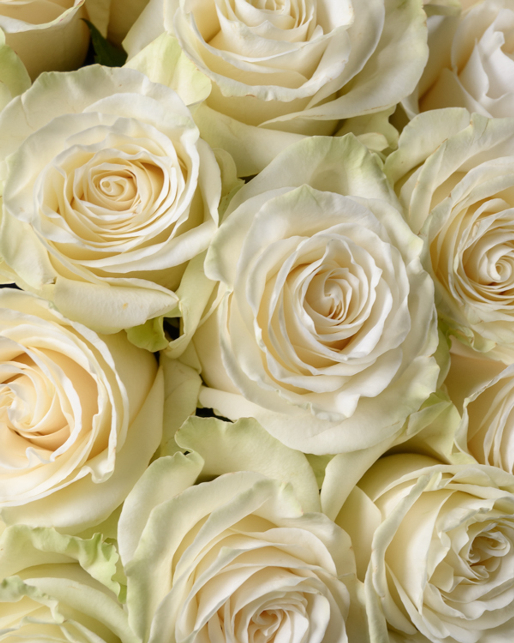 Монобукет белый