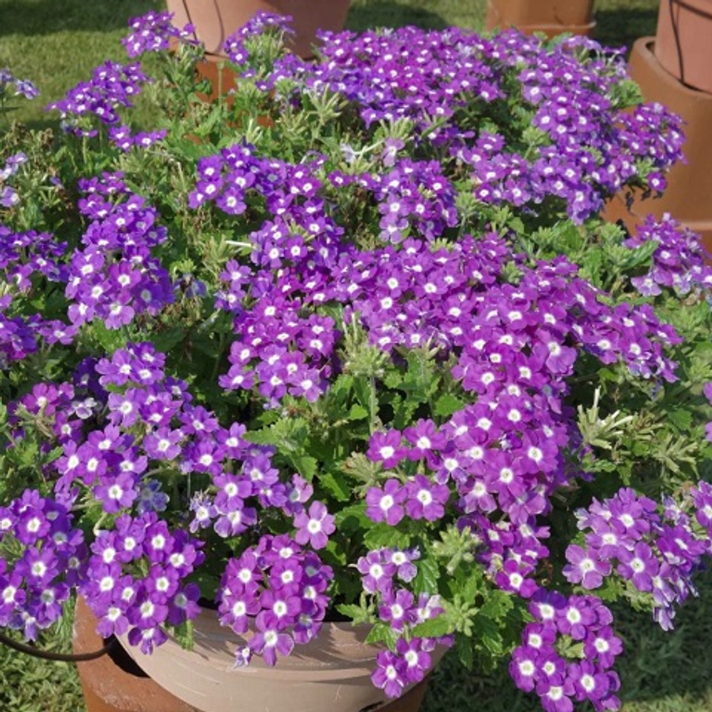 Вербена ампельная Vanessa Blues Dark Violet р9 1шт