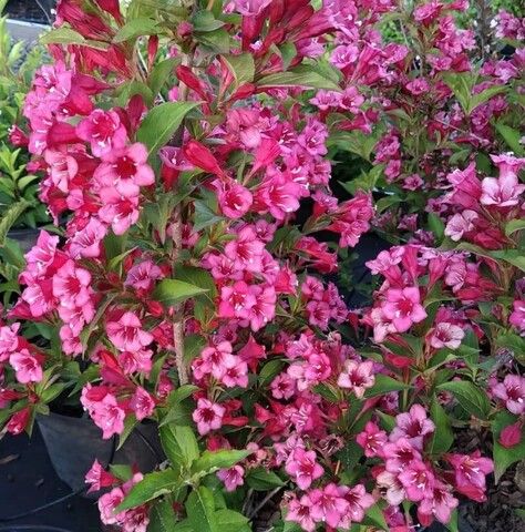 Вейгела цветущая Бристол Руби