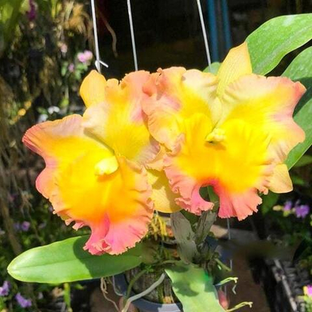 Орхидея ринхолелиокаттлея RLC. MISS THAILAND ORN ANONG