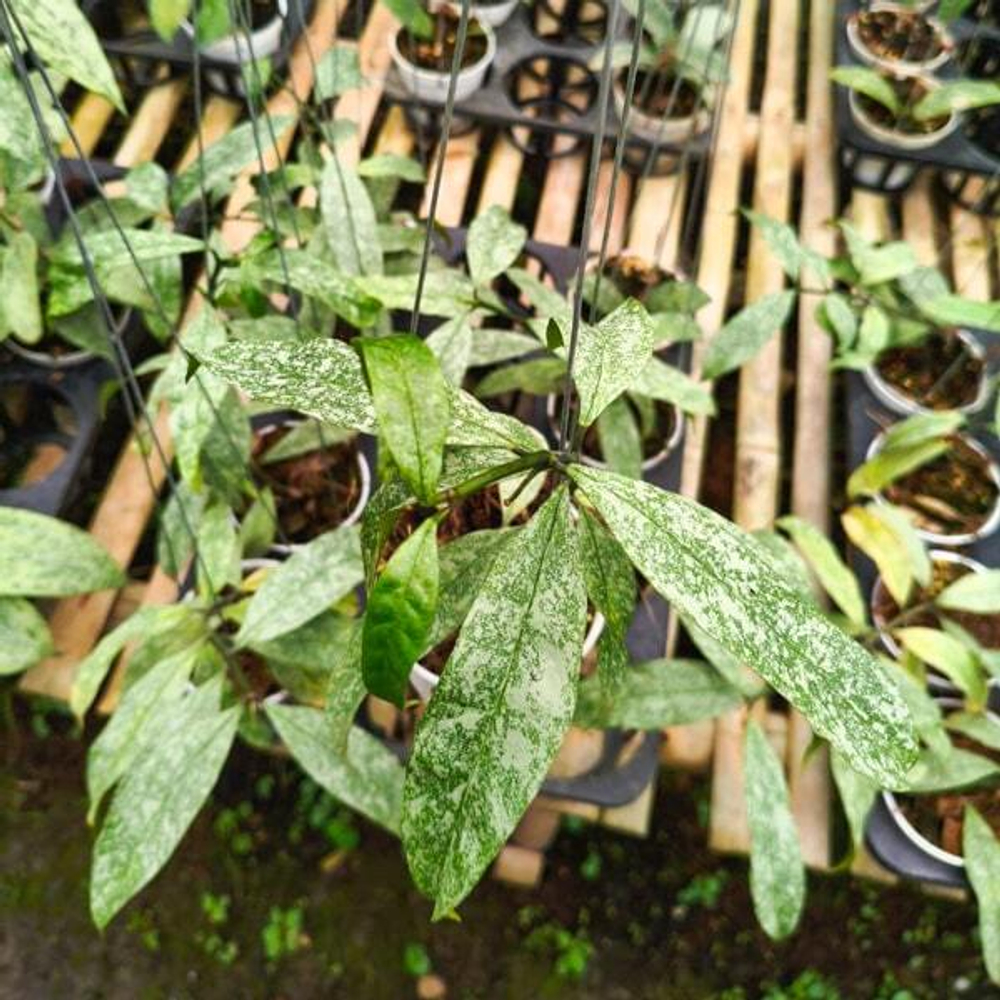 Хойя MULTIFLORA JAVANICA