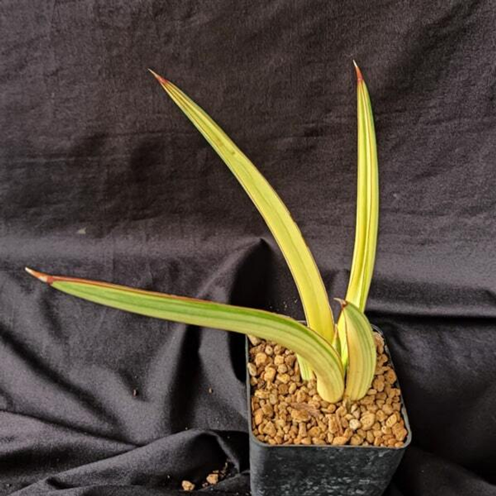 Сансевиерия KOKO VAR