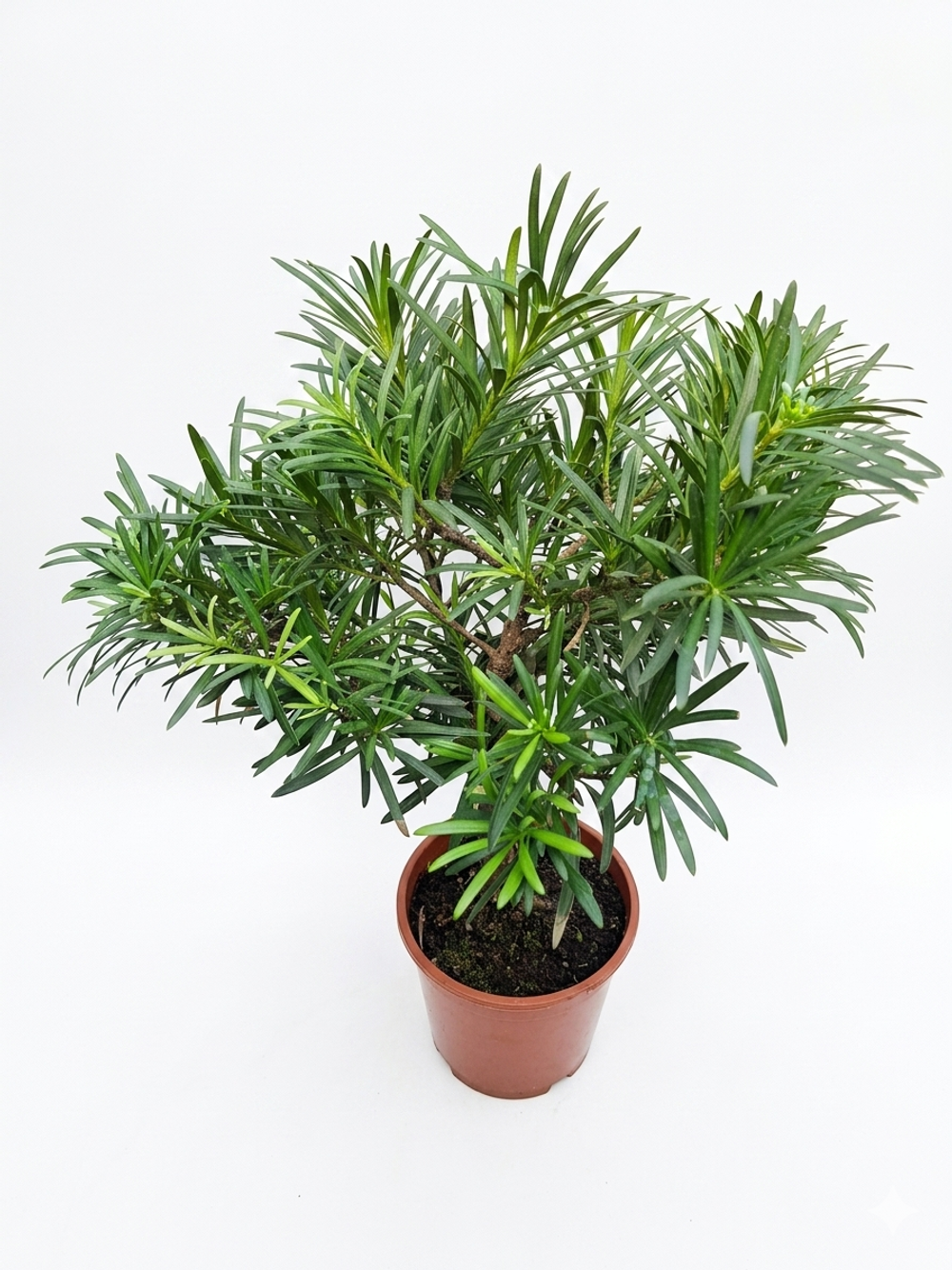 Подокарп крупнолистный Japanese Hinoki Cypress д.18