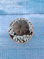 Суккулент Euphorbia Obesa (Эуфорбия)