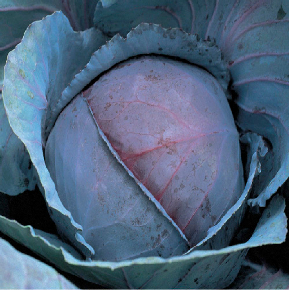 РЭД ДЖЕВЕЛ F1 семена капусты краснокочанной Sakata цена – фото 1