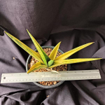 Сансевиерия BROCADE VAR