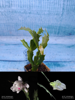 Schlumbergera cv. Thor Wild Cactus White (Шлюмбергера)
