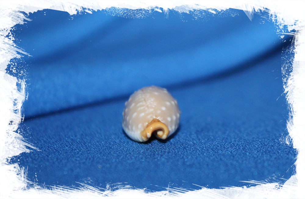 Ципрея лимацина (Cyprea limacina)