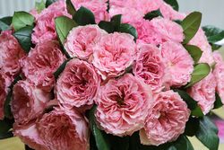 Майра Роуз (Mayra's Rose)