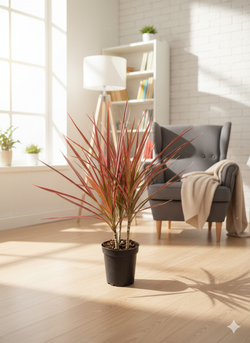 Драцена узколистная Seven-Color Iron д.12