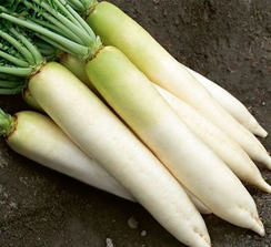 Бейсбол F1 семена дайкона (Гавриш)