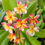 Плюмерия NUI DELIGHT