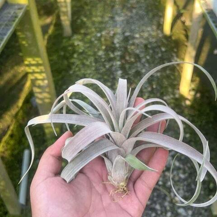 Тилландсия capitata x streptophylla