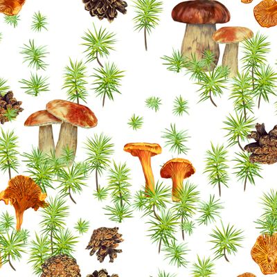 шишки, грибы, мох на белом фоне