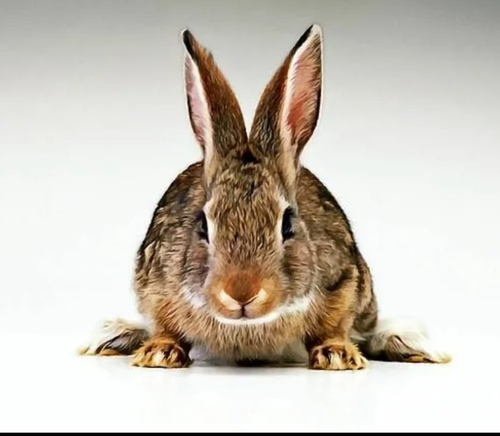 Комбикорм для кроликов откорм, 
полнорационный с травяной мукой. пк-90 ,
мешок 5 кг.