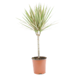 Драцена Bicolor Single Stem d12 h40