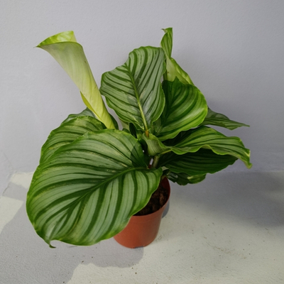 Калатея орбифолия