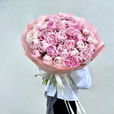 51 ароматный пион «Сара Бернар» в упаковке. 1151